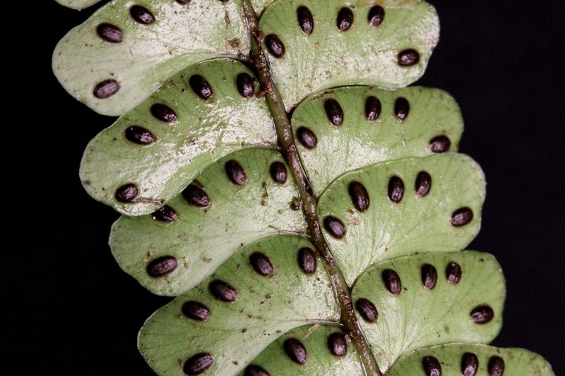 Didymochlaena alpina photo 8