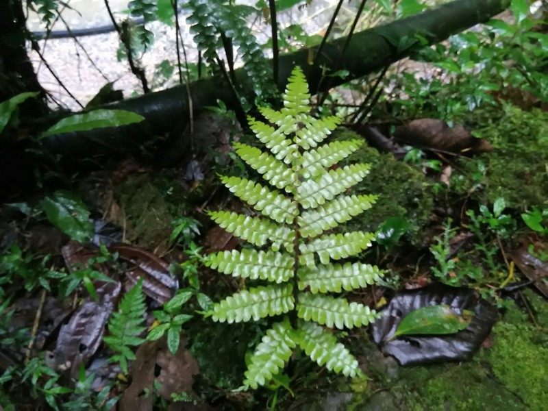 Didymochlaena amazonica