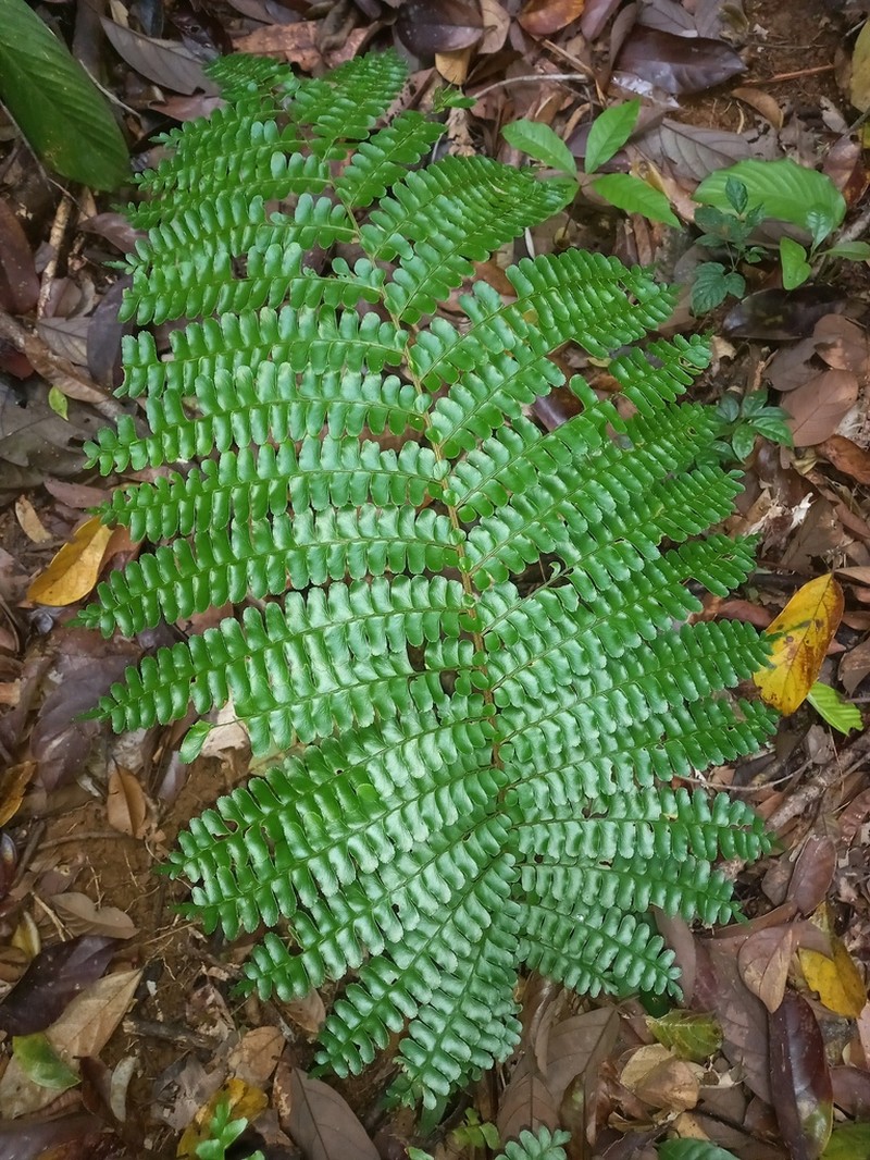 Didymochlaena amazonica photo 2