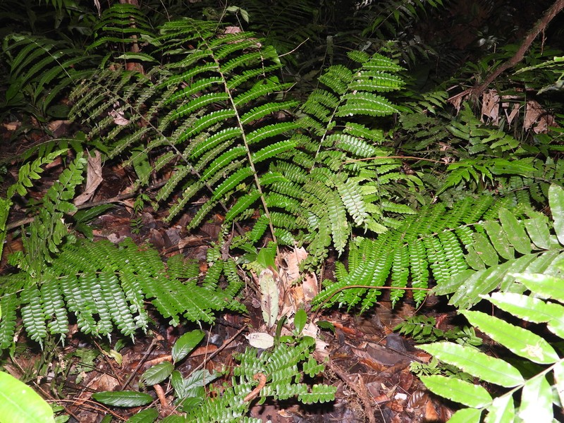 Didymochlaena amazonica photo 3