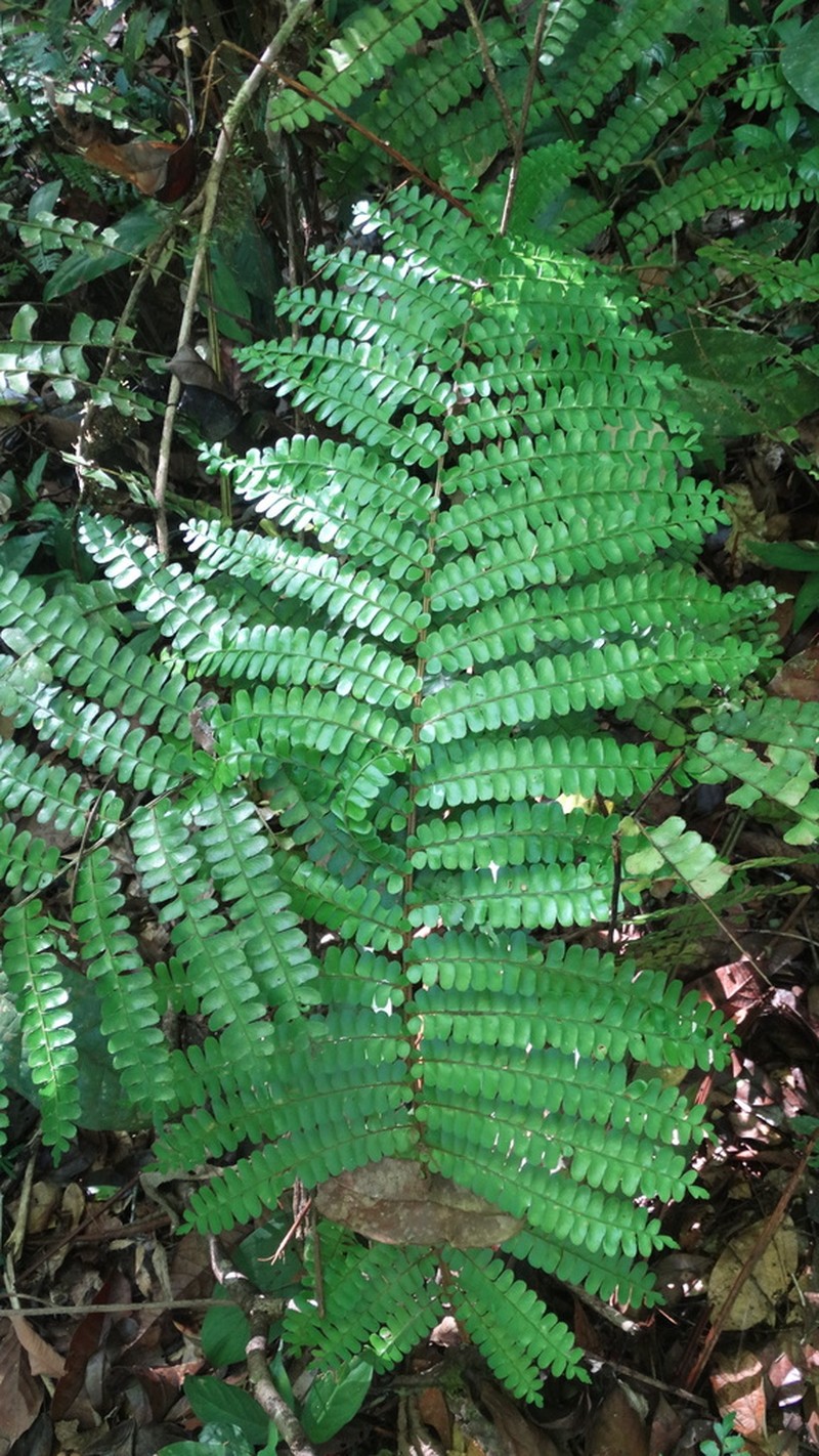 Didymochlaena amazonica photo 4