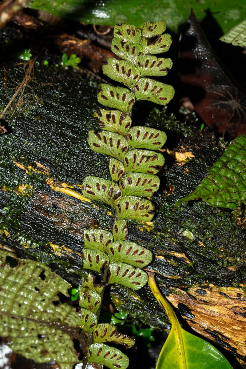 Didymochlaena amazonica photo 5