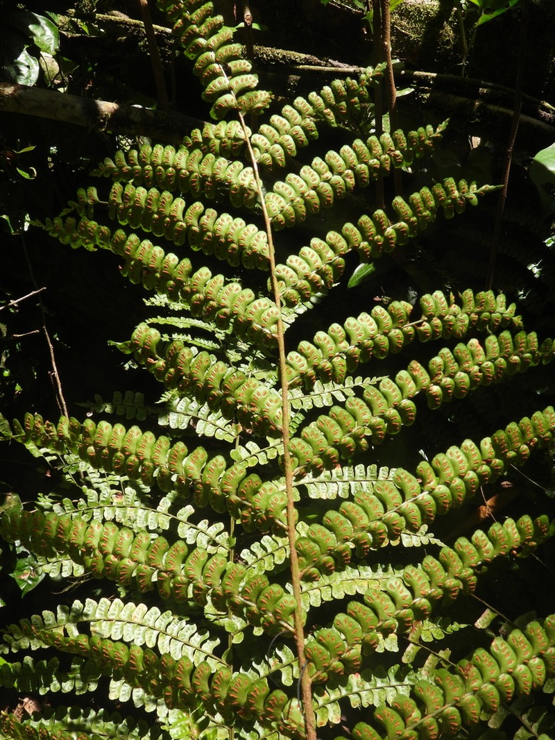 Didymochlaena amazonica photo 6