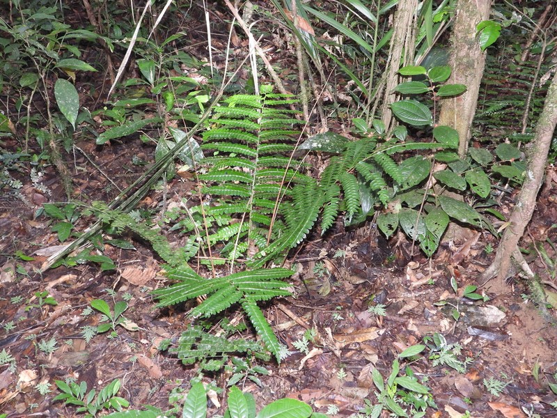 Didymochlaena amazonica photo 7