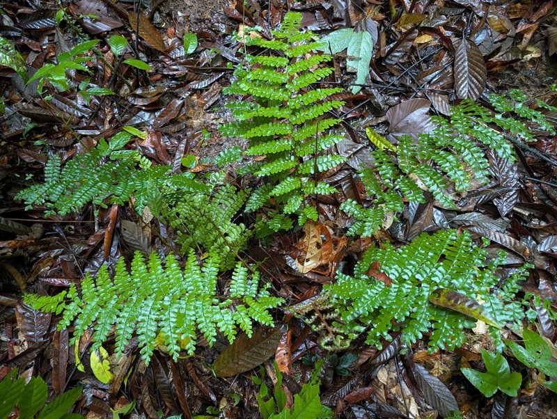 Didymochlaena amazonica photo 8