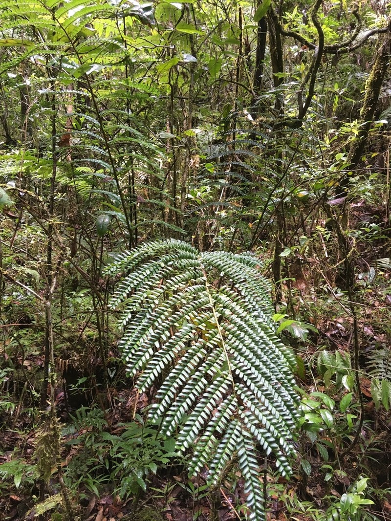 Didymochlaena attenuata