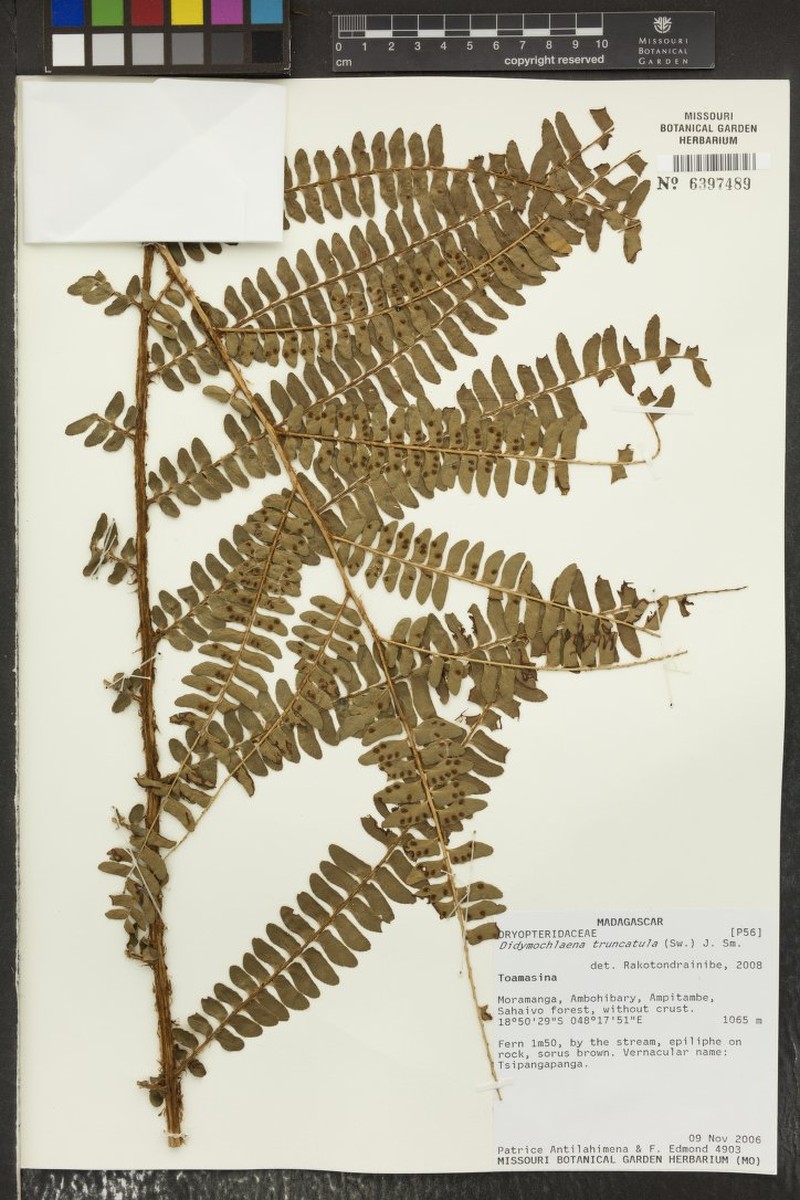Didymochlaena attenuata photo 2