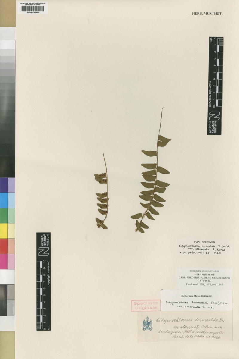 Didymochlaena attenuata photo 3