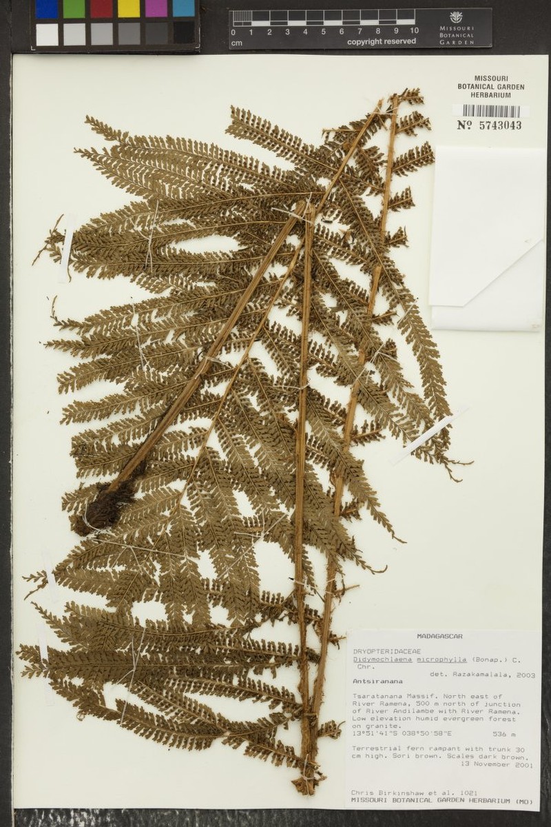 Didymochlaena bipinnatipartita