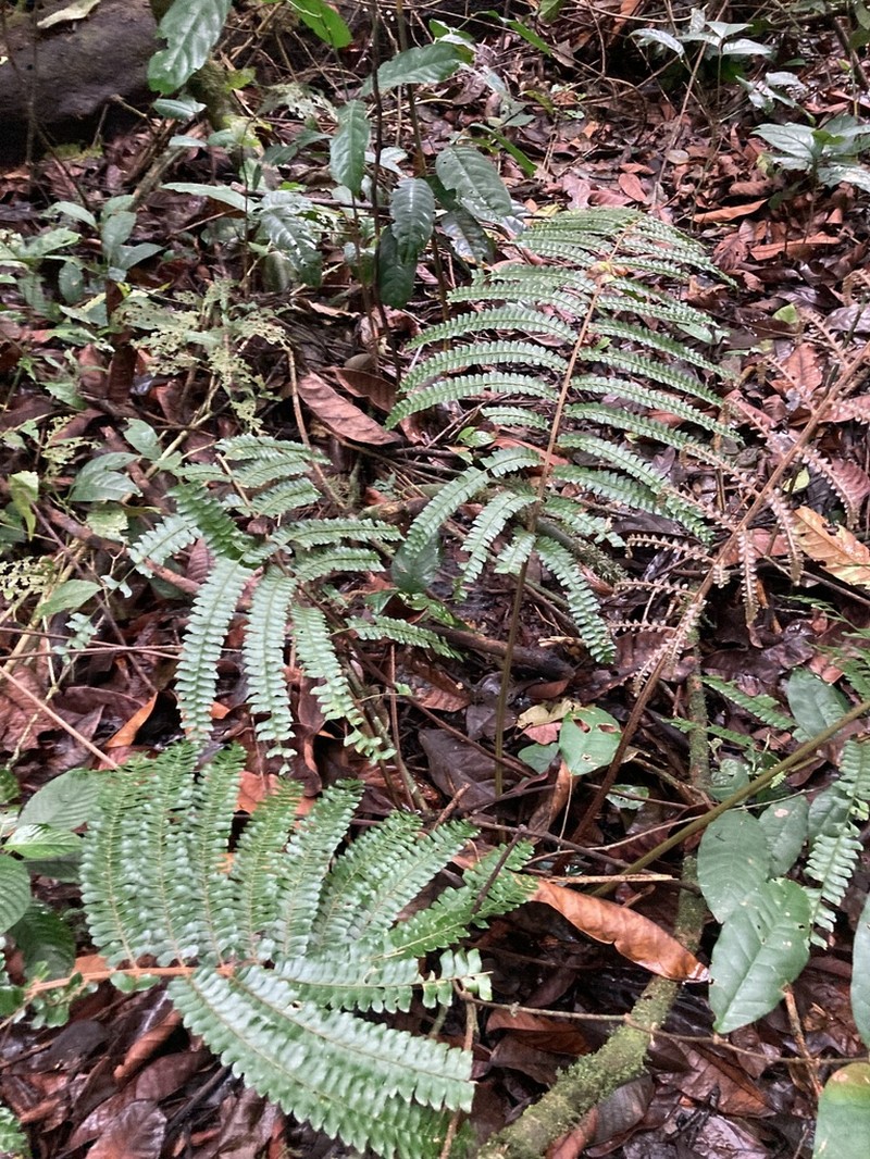 Didymochlaena cameroonensis