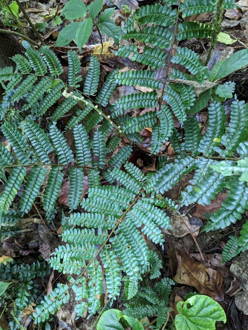 Didymochlaena cameroonensis photo 2