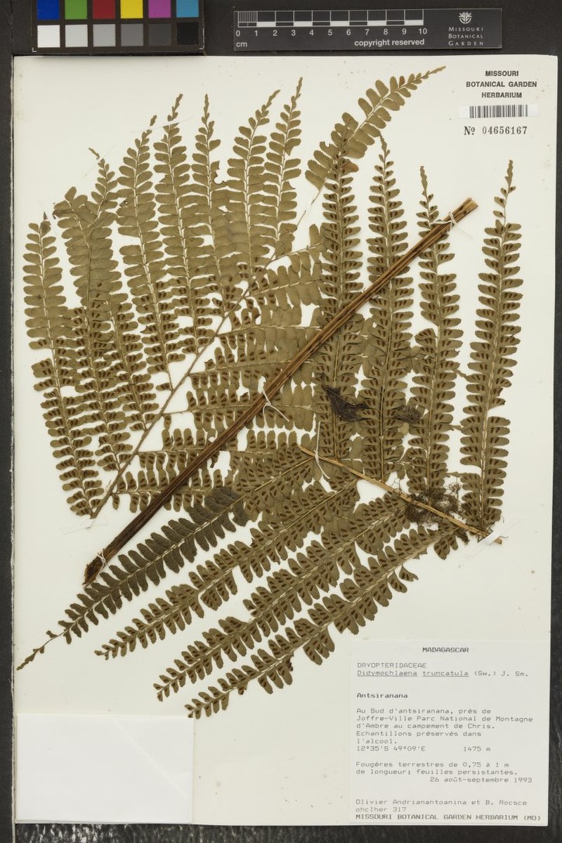 Didymochlaena deltoidea