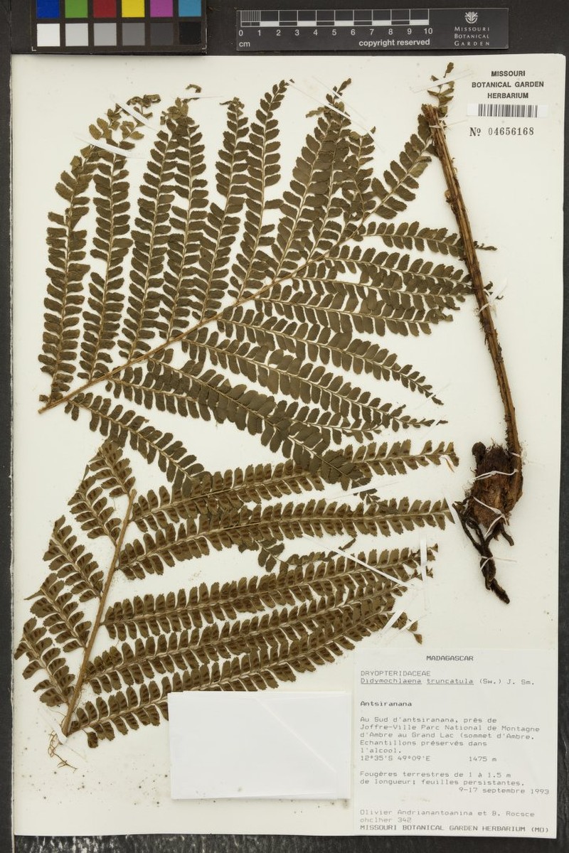 Didymochlaena deltoidea photo 2