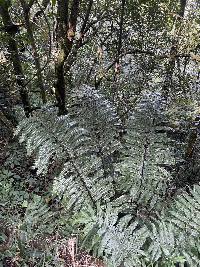 Didymochlaena dimidiata