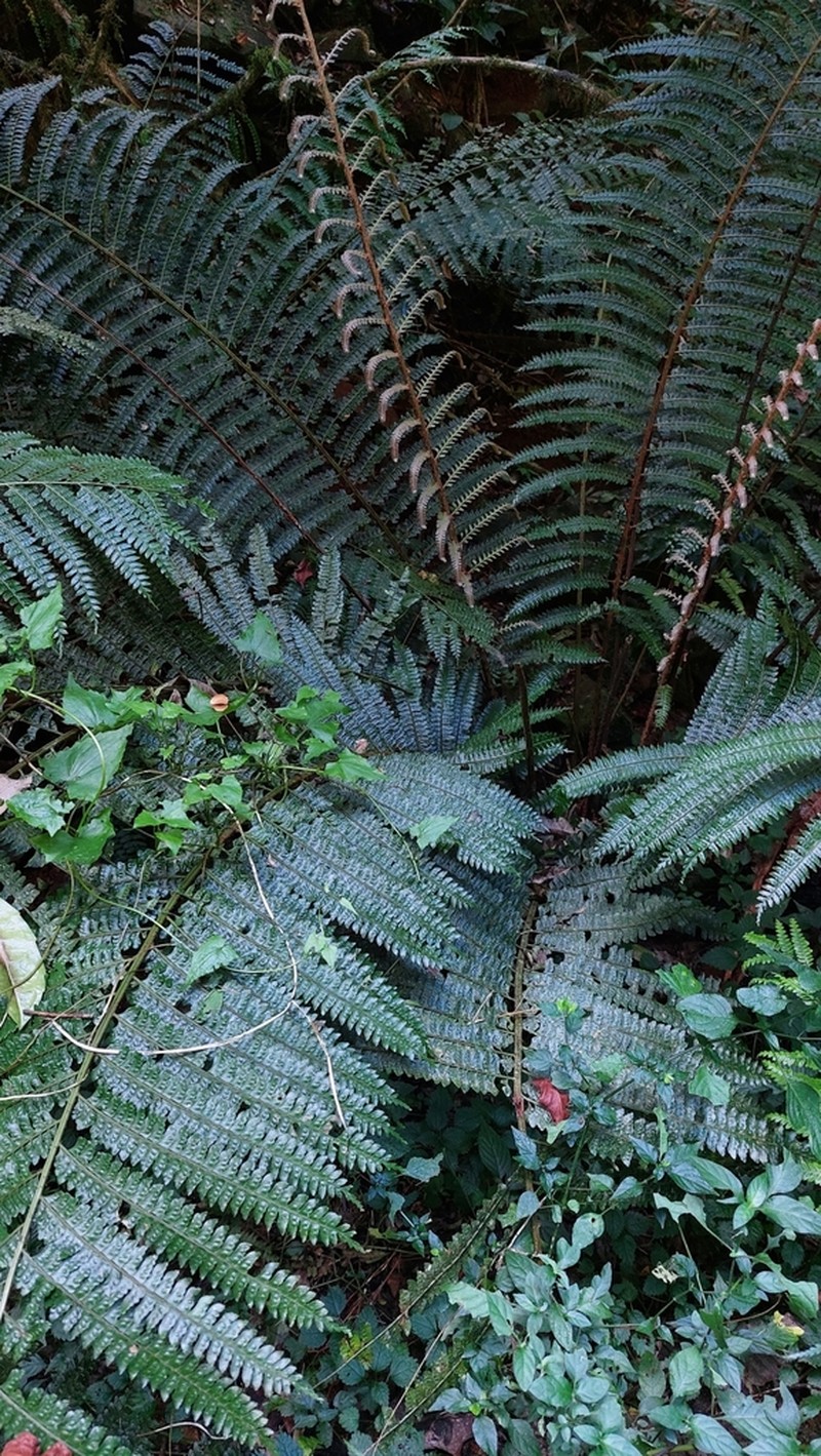 Didymochlaena dimidiata photo 2