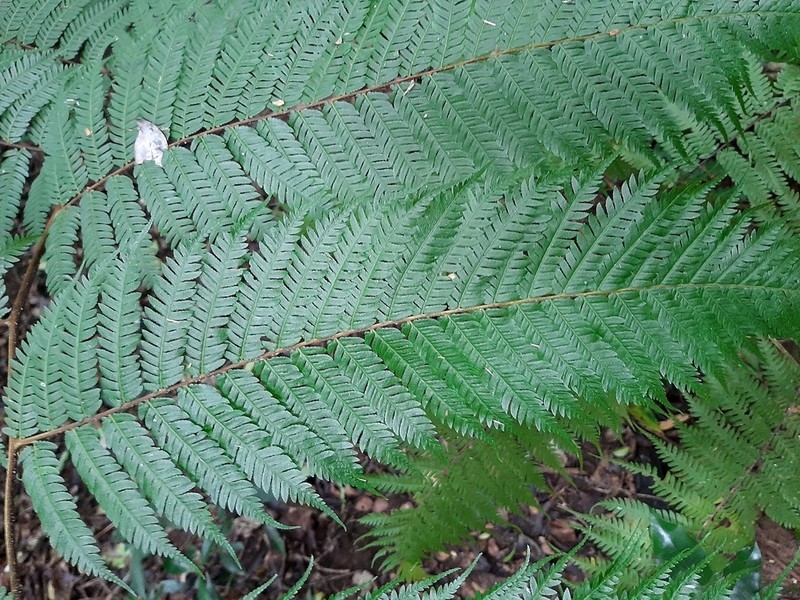 Didymochlaena dimidiata photo 3