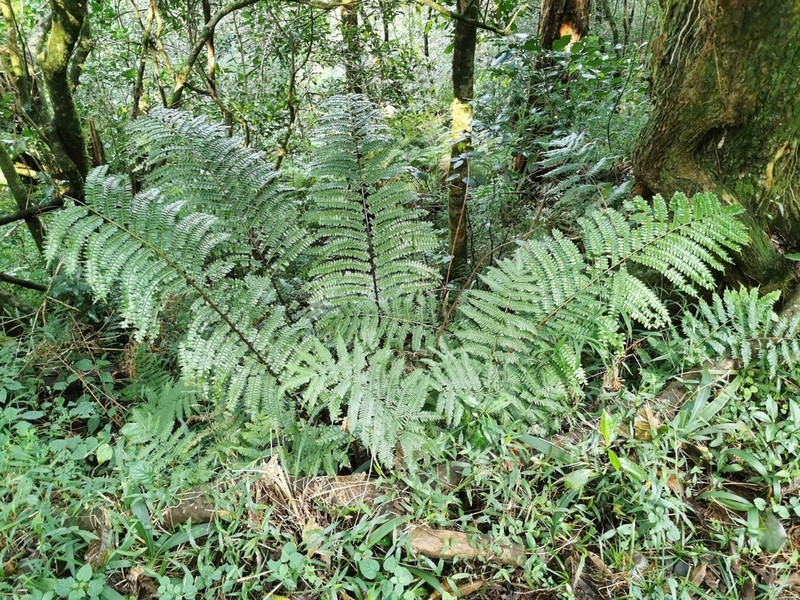 Didymochlaena dimidiata photo 4