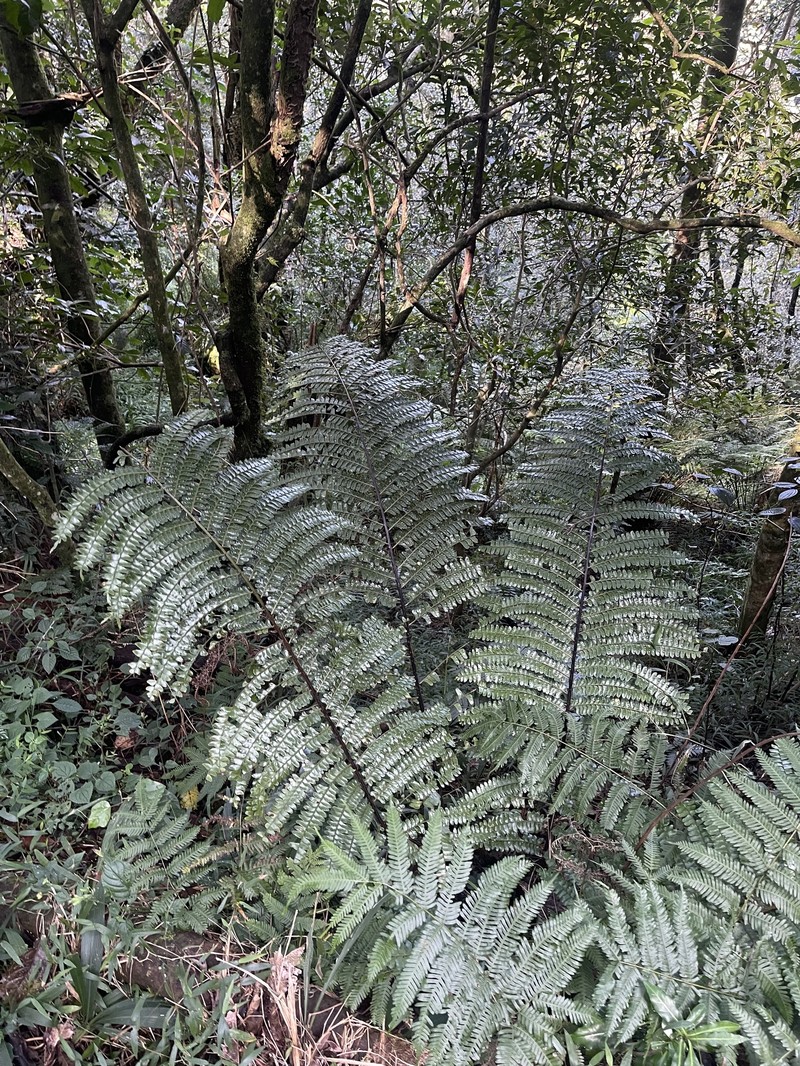 Didymochlaena dimidiata photo 5