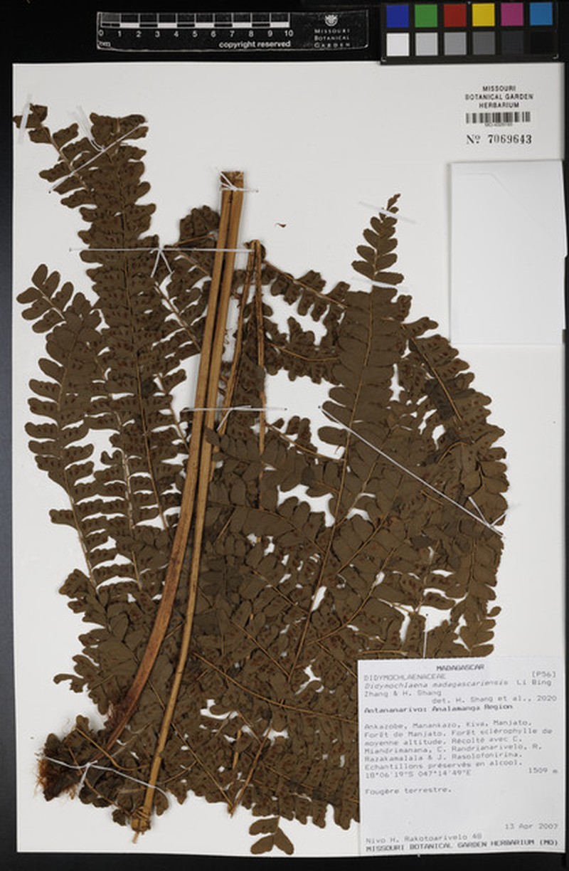 Didymochlaena madagascariensis