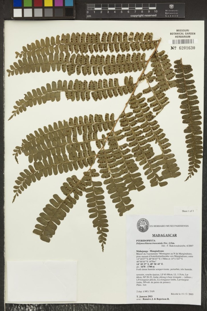 Didymochlaena madagascariensis photo 2