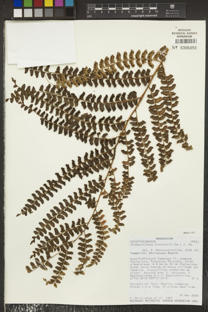 Didymochlaena madagascariensis photo 3