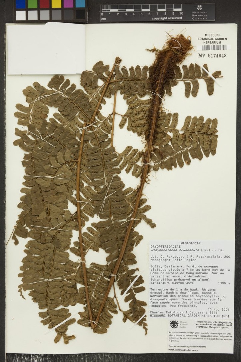 Didymochlaena madagascariensis photo 4