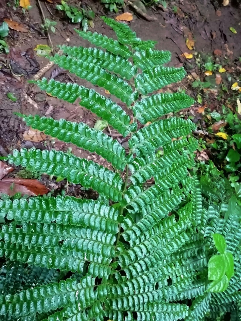 Didymochlaena mesoamericana