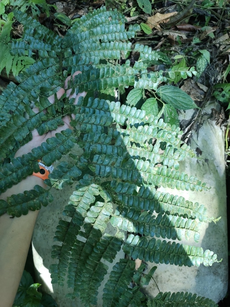 Didymochlaena mesoamericana photo 2