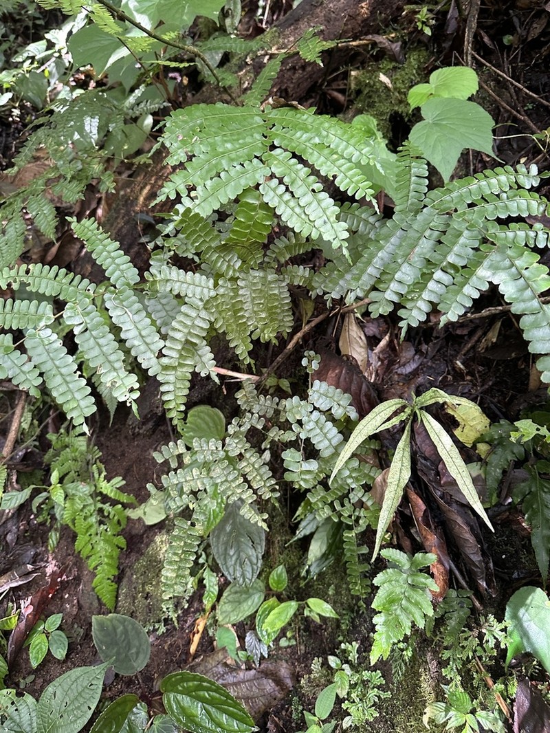 Didymochlaena mesoamericana photo 4