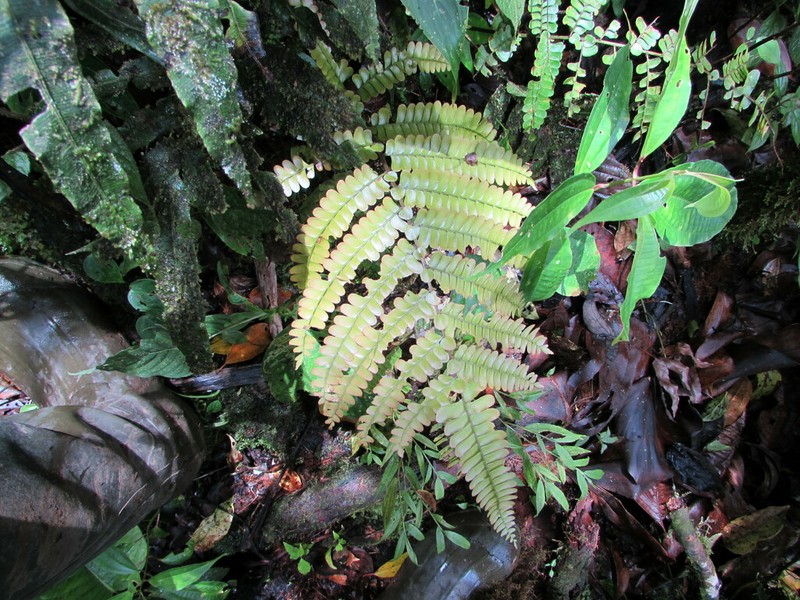 Didymochlaena mesoamericana photo 6