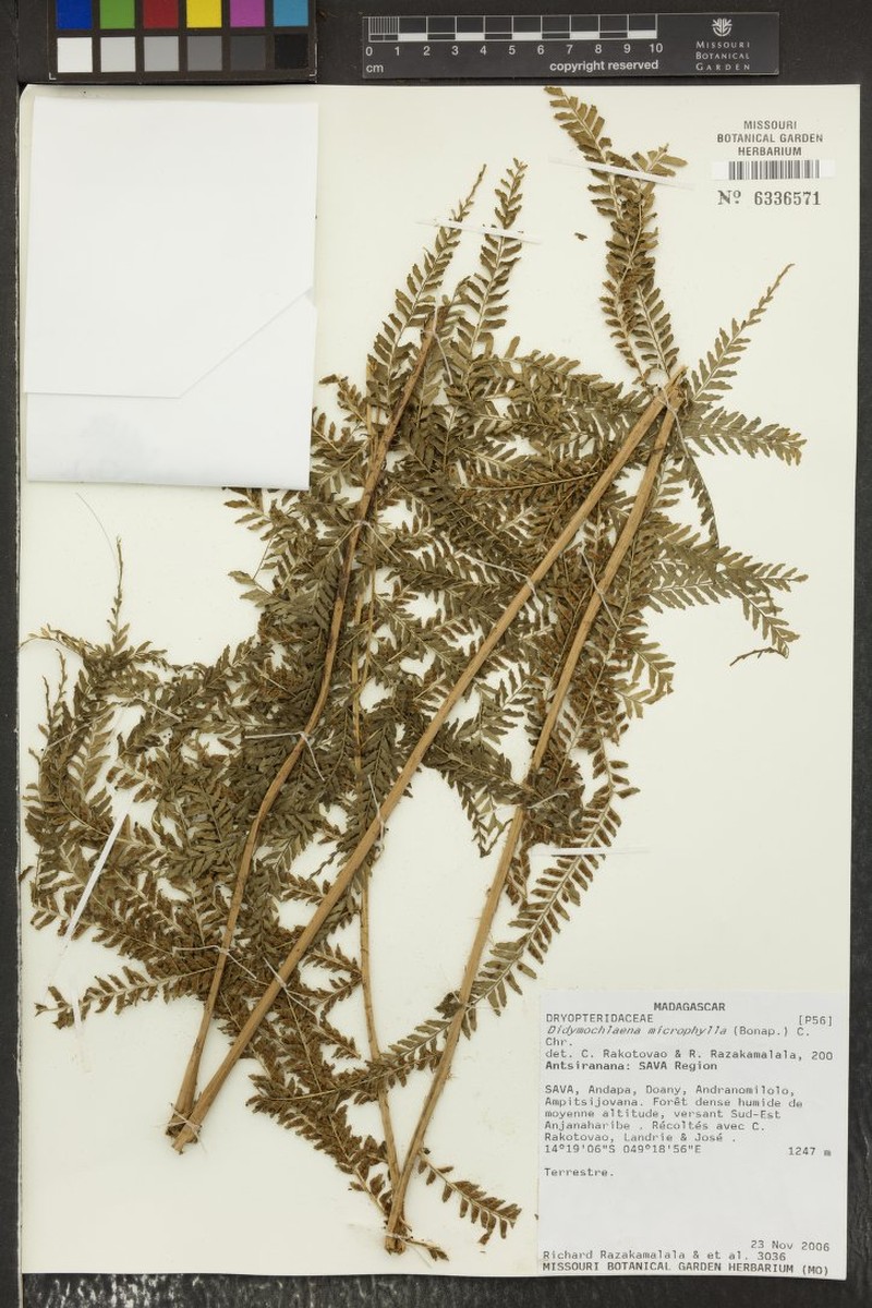 Didymochlaena microphylla