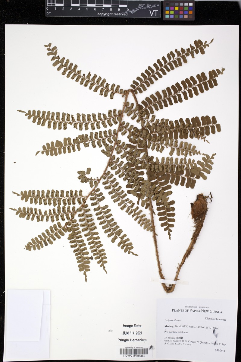 Didymochlaena oceanica photo 2