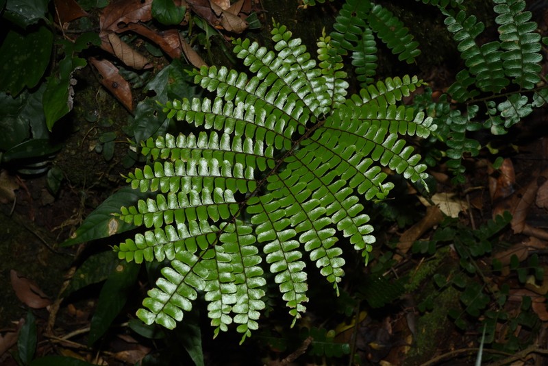 Didymochlaena punctata photo 2
