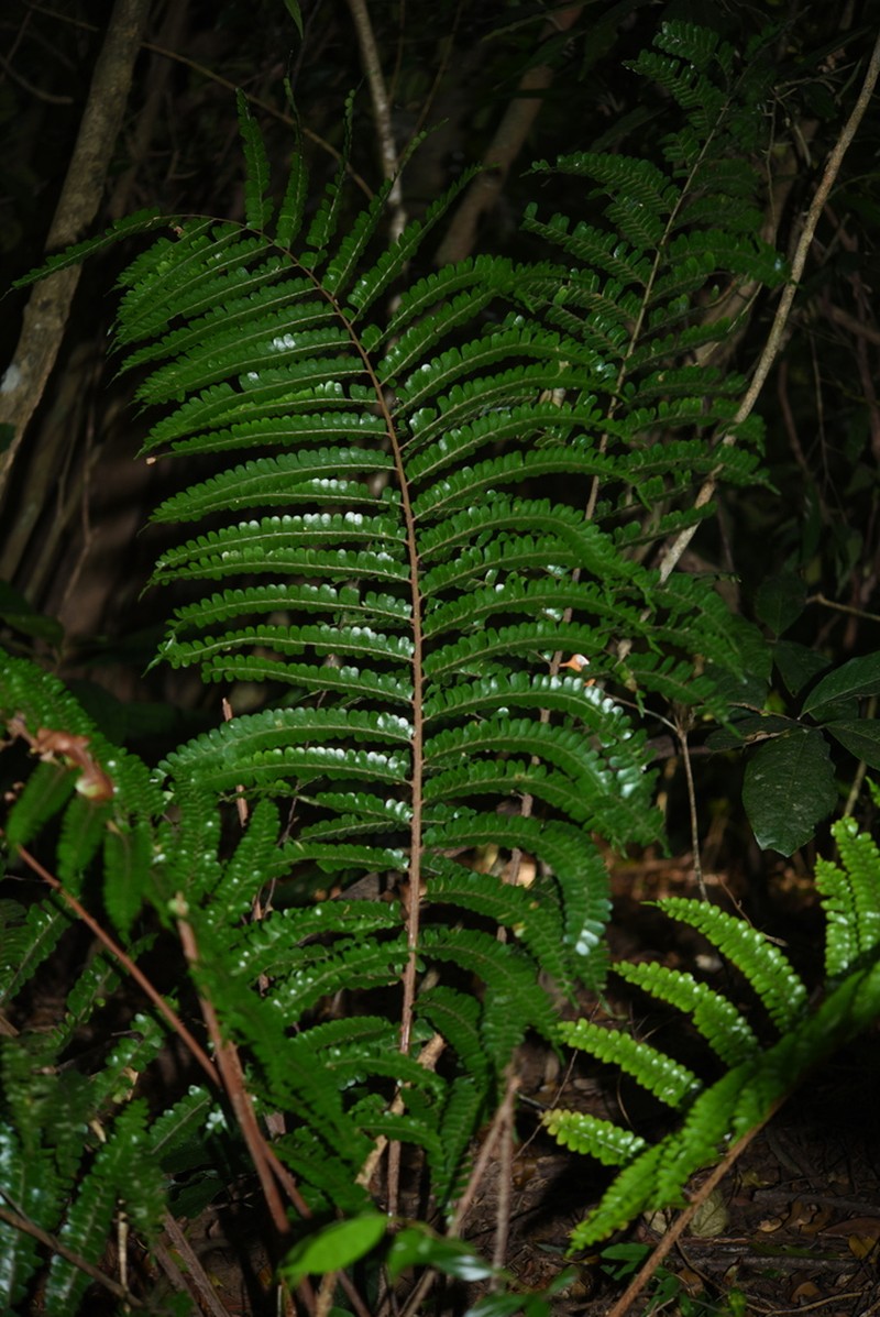 Didymochlaena punctata photo 3