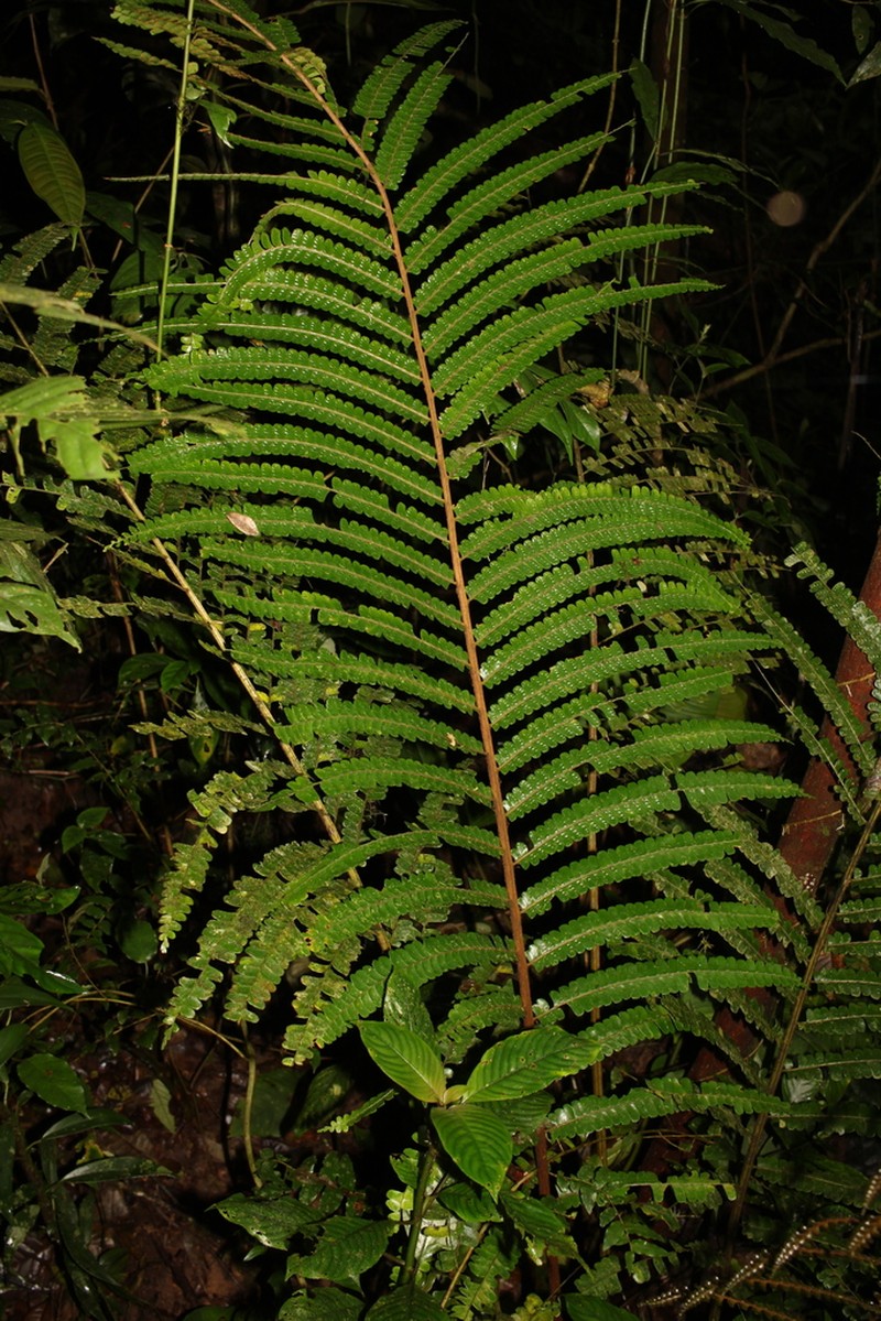Didymochlaena punctata photo 4