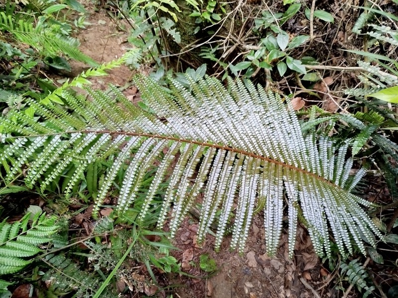 Didymochlaena punctata photo 6
