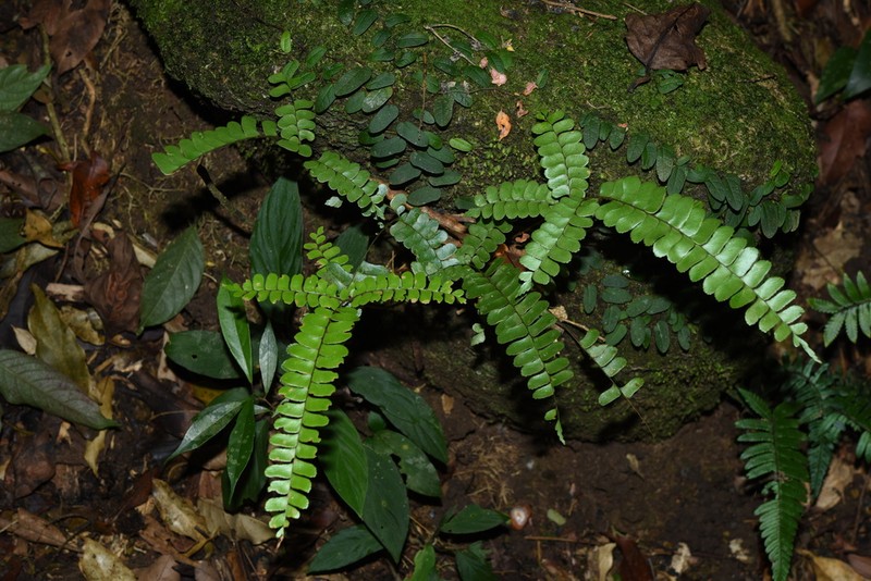 Didymochlaena punctata photo 8