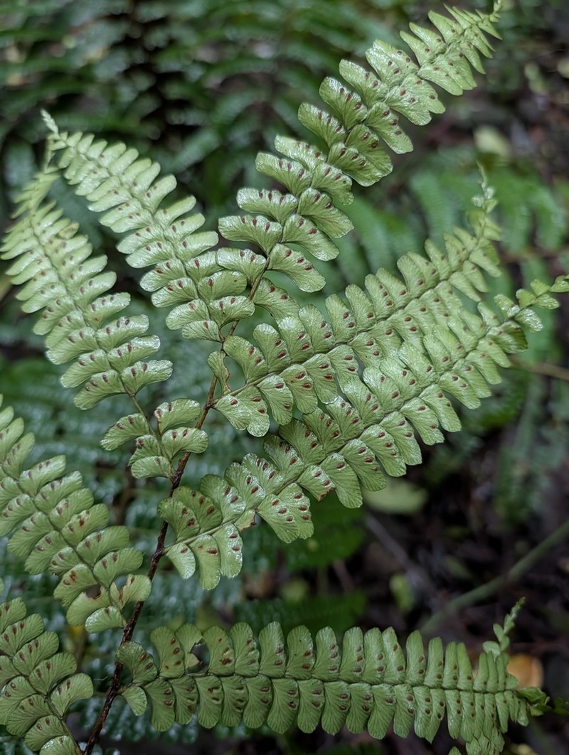 Didymochlaena sinuosa