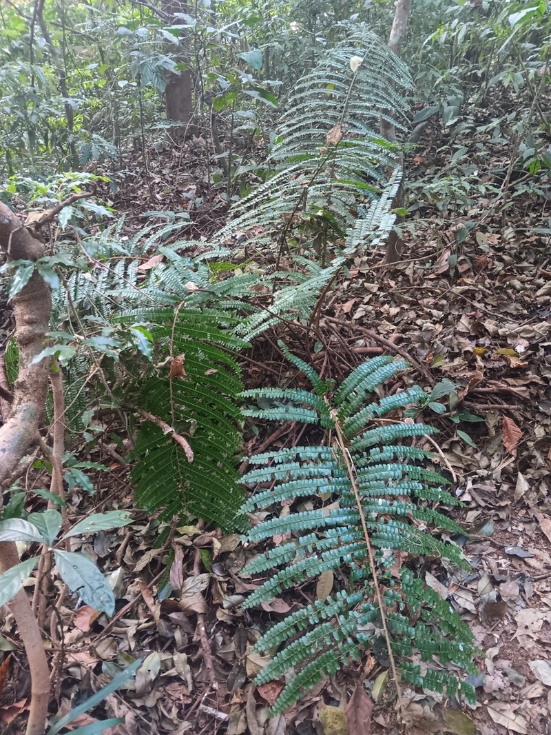 Didymochlaena sinuosa photo 2