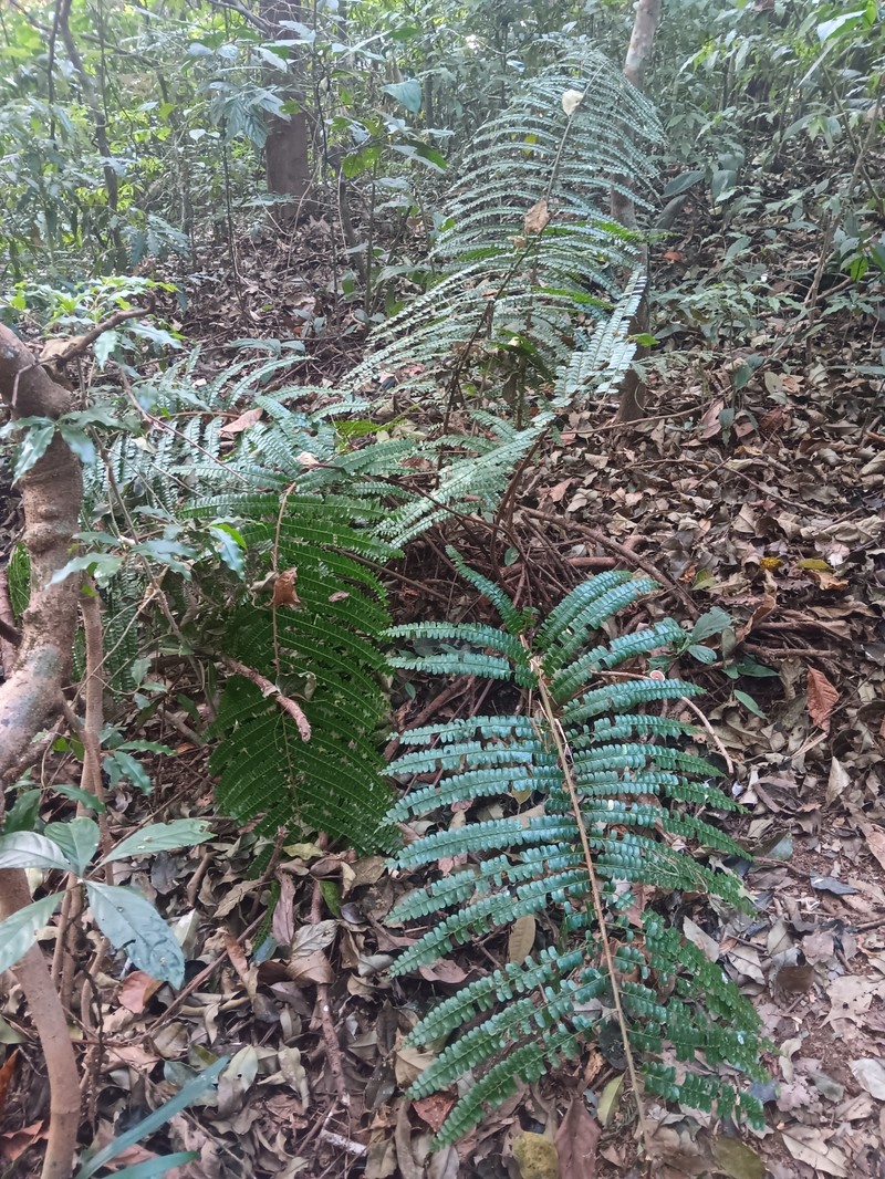 Didymochlaena sinuosa photo 3