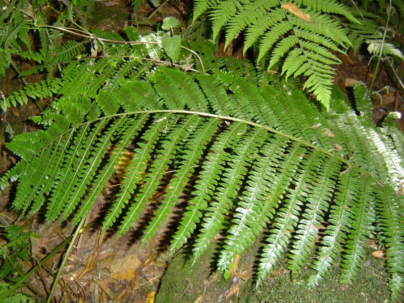 Didymochlaena spinulosa photo 2