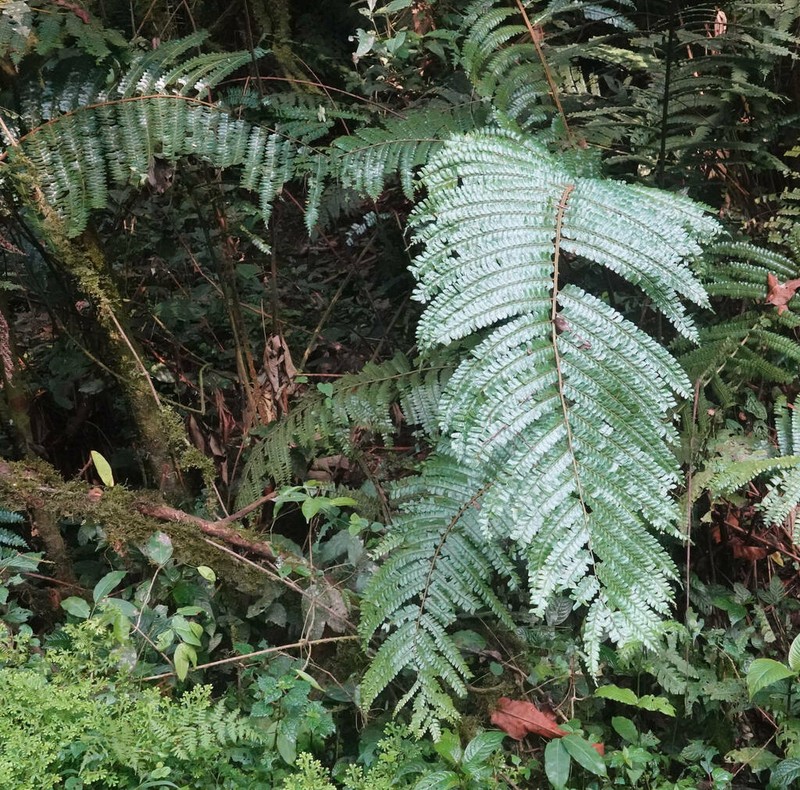 Didymochlaena spinulosa photo 3