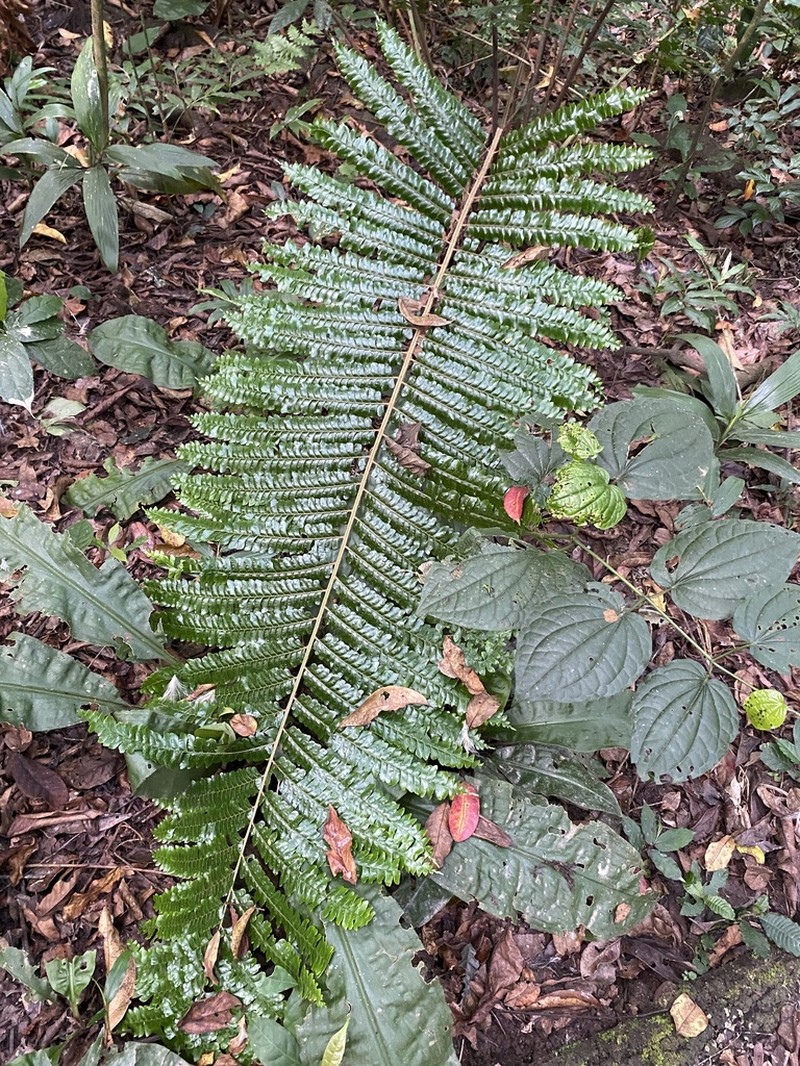 Didymochlaena spinulosa photo 4