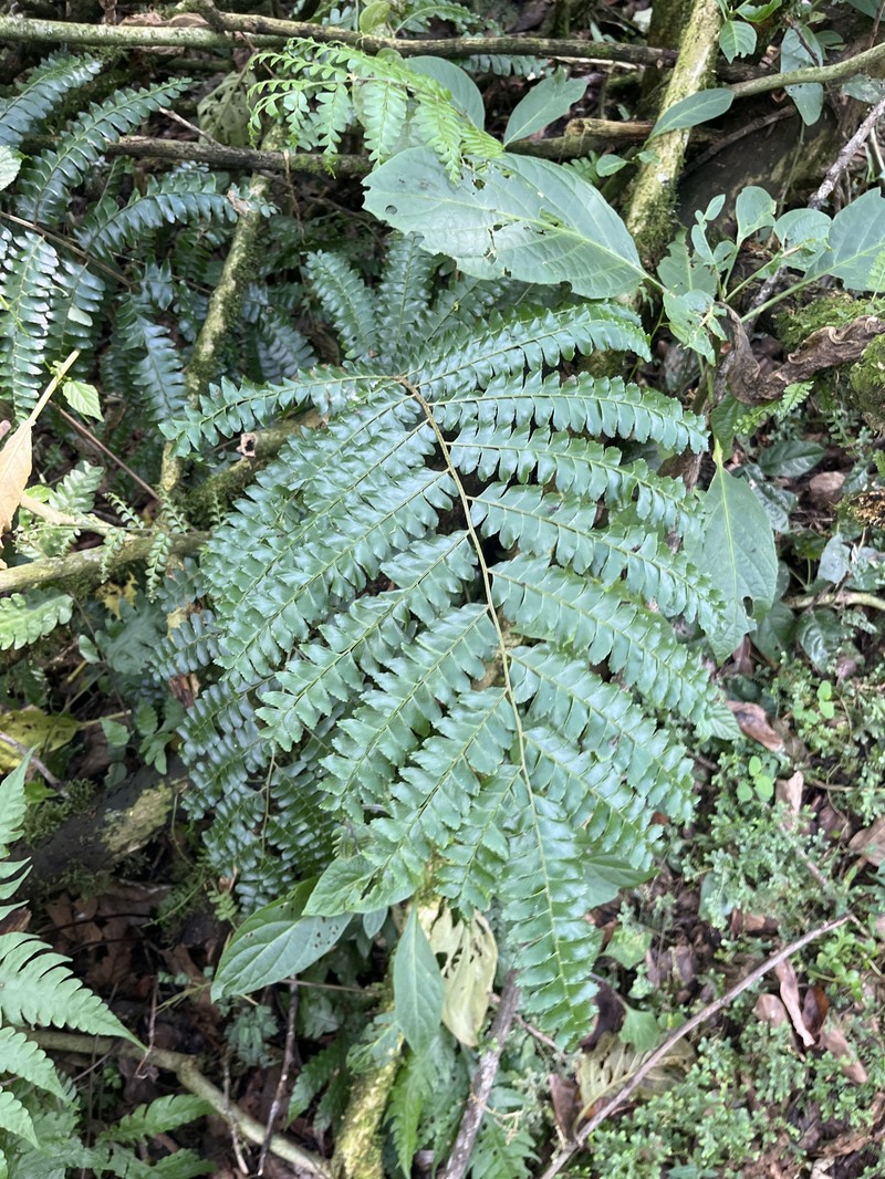 Didymochlaena spinulosa photo 5