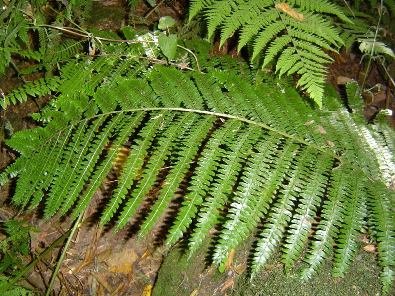 Didymochlaena spinulosa photo 6