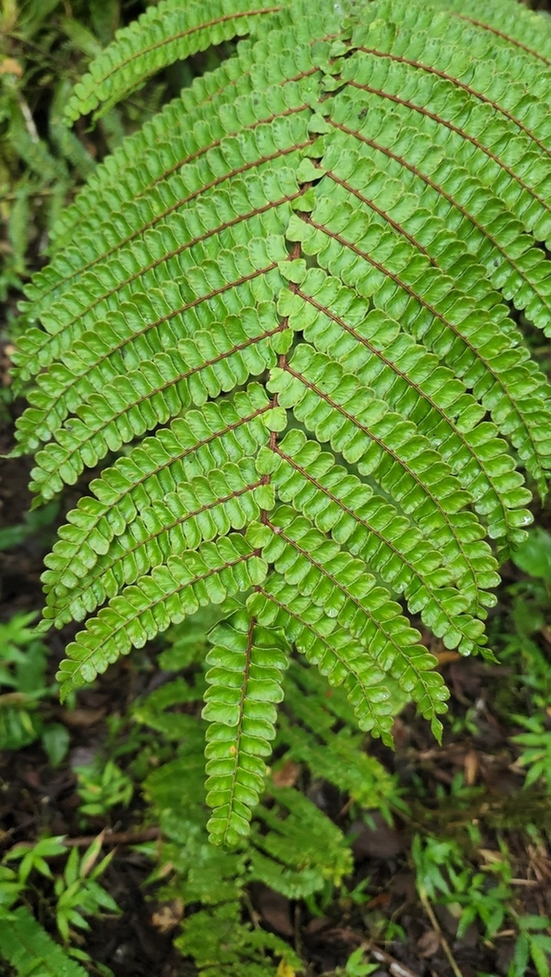 Didymochlaena squamata