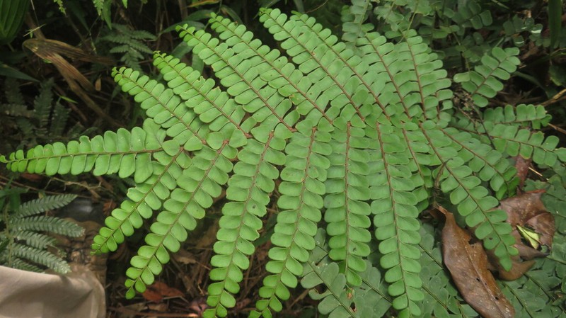Didymochlaena squamata photo 2