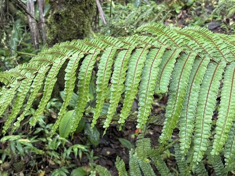 Didymochlaena squamata photo 4