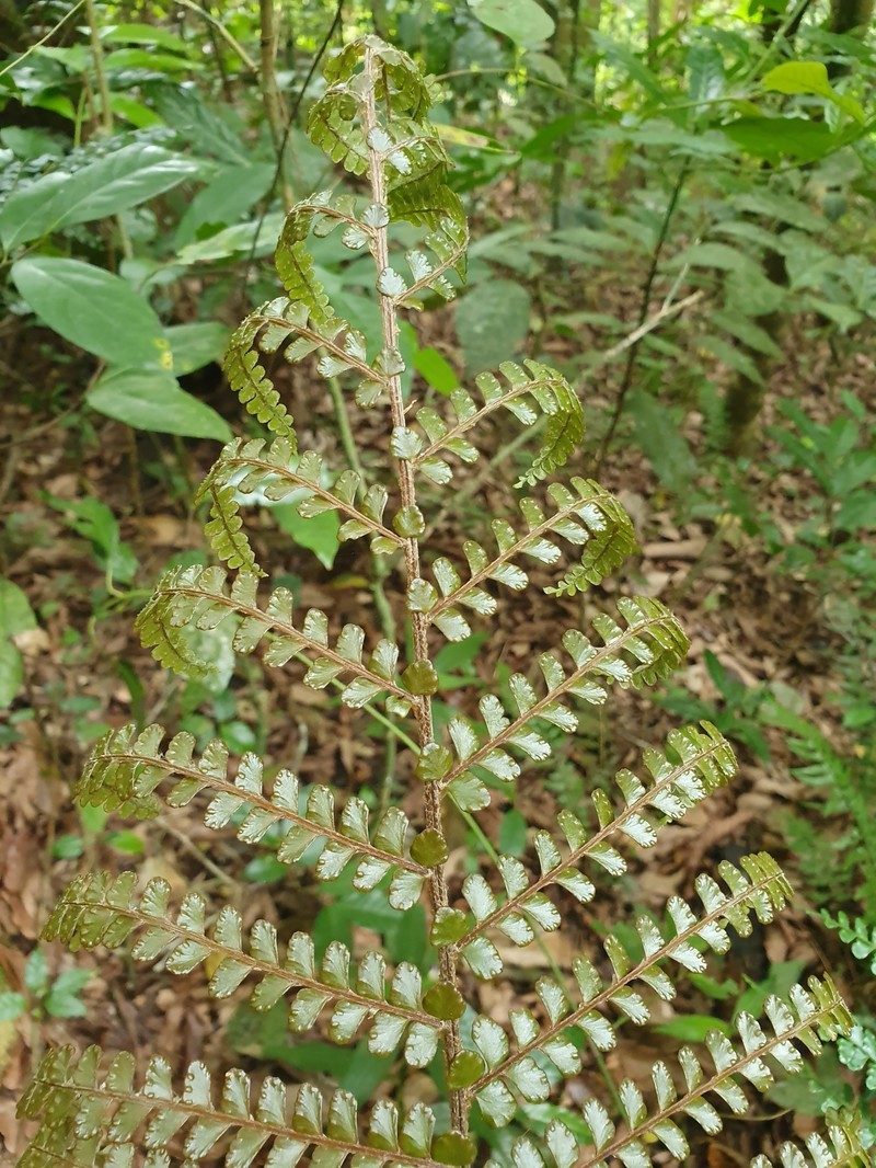 Didymochlaena squamata photo 7