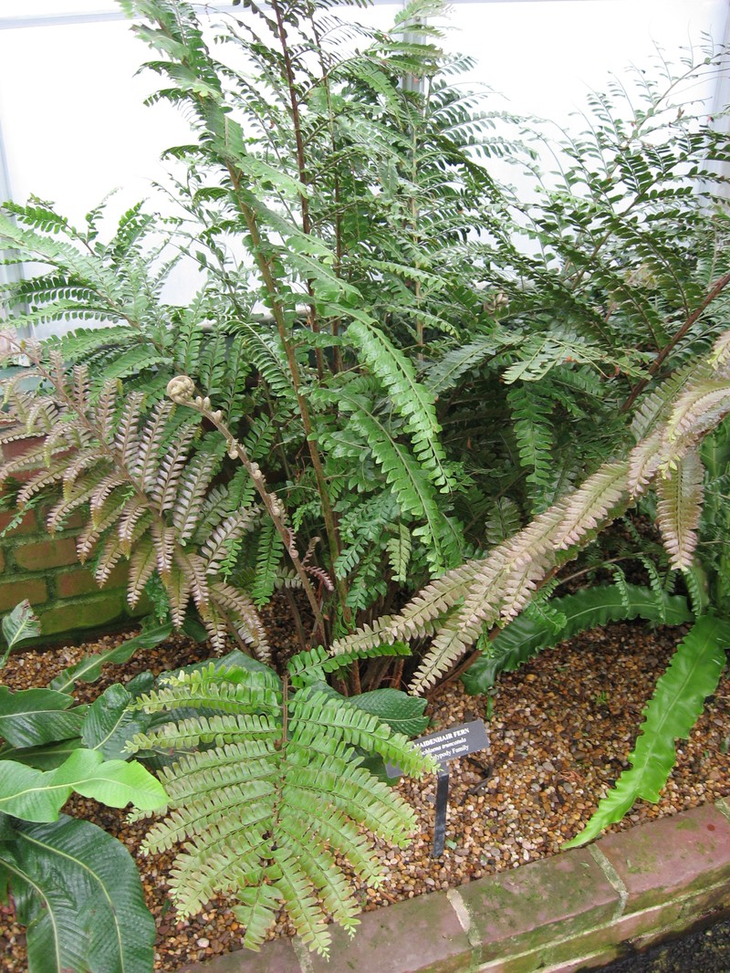 Didymochlaena truncatula